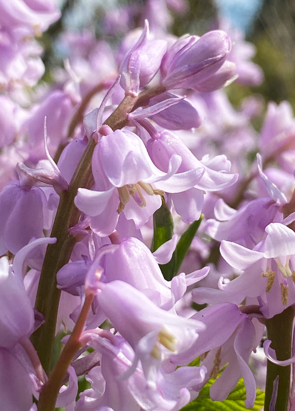 Pink Bluebell Greeting Card